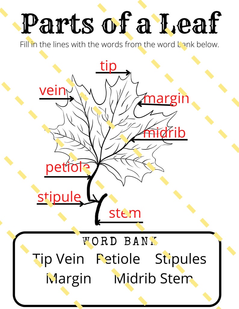 Leaf Unit Examples Leaf Unit Study Worksheets and Activities With 36 Mini Leaf ...