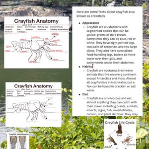 May include: A diagram of a crayfish anatomy with labeled parts, including the abdomen, telson, swimmerets, walking legs, cephalothorax, uropod, rostrum, eye, antenna, antennule, and cheliped. The diagram also shows the life cycle of a crayfish, including the egg, juvenile, adult, and molting stages.