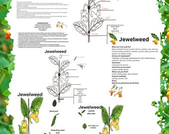 May include: A hand-drawn illustration of jewelweed, a plant with yellow flowers and green leaves. The illustration includes labels for the different parts of the plant, such as the seed pod, leaves, and stem. The text "Jewelweed" appears multiple times in the image. The image also includes a word bank with terms related to the plant, such as "seed", "seed pod", and "stem".