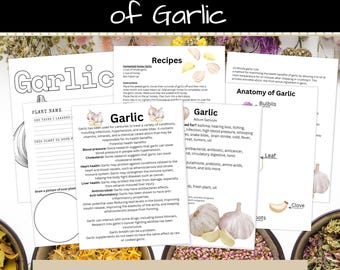 May include: A printable PDF bundle of 7 pages about the medicinal benefits of garlic. The pages include information about the plant, its anatomy, and its potential health benefits. The pages are illustrated with images of garlic cloves and bulbs.