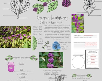 May include: A printable worksheet about the American Beautyberry plant, Callicarpa Americana, with illustrations of the plant's anatomy, including leaves, berries, flowers, and roots. The worksheet also includes information about the plant's uses and origins.