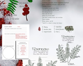 May include: A botanical illustration of Sumac (Rhus Glabra) featuring detailed drawings of leaves, berries, and plant parts. The image includes text describing the plant's uses, scientific classification, and other botanical information.