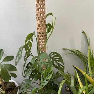 Moss Pole Support Stake Houseplant