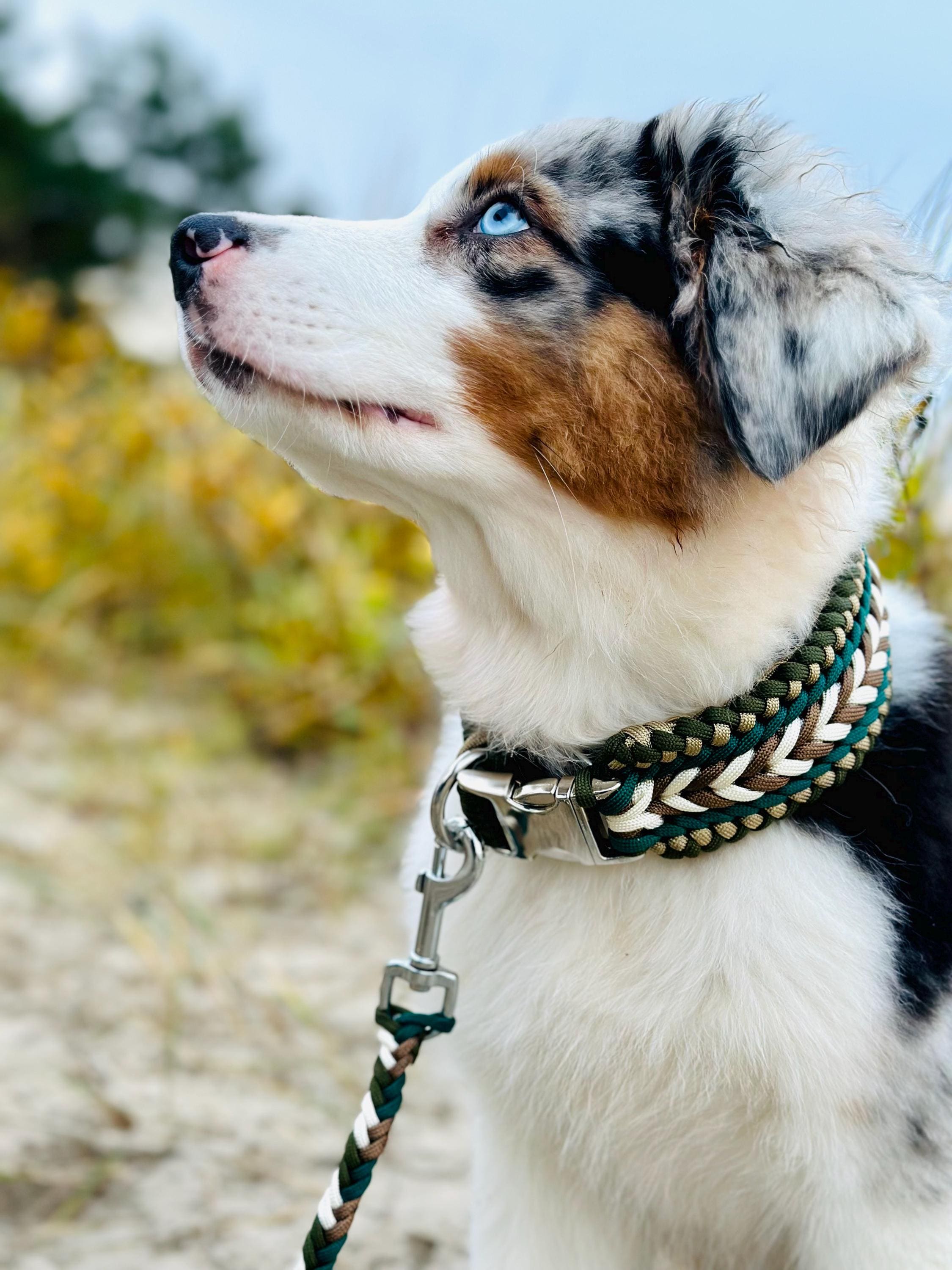 Wide Magic Braid Paracord Dog Collar - Custom Pet Gear Medium and