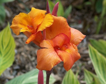 25 Grams of Canna Lily Seeds (canna Indica) 8/9mm in Diameter or