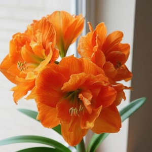 May include: A potted amaryllis plant with vibrant orange double blooms. The flowers have ruffled petals and green centers. The plant sits in a terracotta pot on a wooden windowsill, with green leaves and a bulb visible.