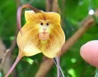 20 Orchid Seeds Rare monkey face HW93007