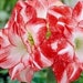 see more listings in the Flower bulbs section