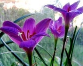 lilyです 2 Rain Lily Bulbs TW91030-11 - Etsy