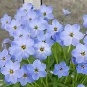 2  Rain Lily Bulbs TW91030-81