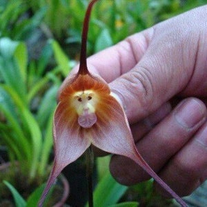 20 Orchid Seeds Rare monkey face HW93008