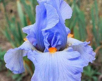 May include: A close-up of a blue iris flower with orange accents. The flower has multiple petals and is in full bloom.