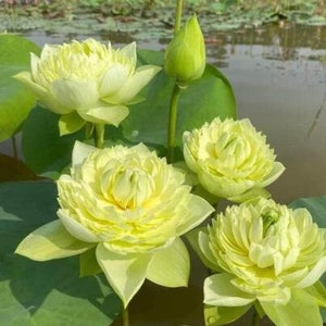 4 Lotus Seeds Water Lily Flower Seeds BW91084-25