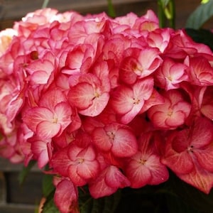 May include: A close-up of a vibrant pink hydrangea flower with white edges on each petal. The flower is in full bloom and has a soft, delicate texture.