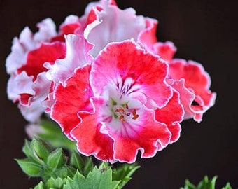 Peut inclure: Gros plan sur une fleur de géranium rose et blanche aux pétales frisés. La fleur est en pleine floraison et a une tige et des feuilles vertes.