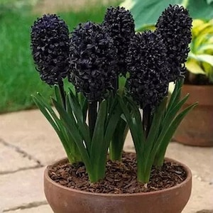 20 Hyacinthus Seeds FW95224-6