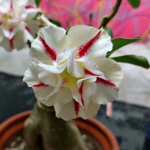 5 Rare Desert Rose Flowers Seeds FW95227-280