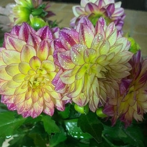 30 Dahlia Pompon Dahlia Tuber Seeds BW91059-26