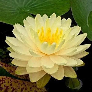 4 Lotus Seeds Water Lily Flower Seeds BW91084-39