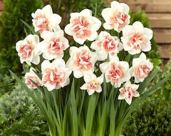 May include: A bouquet of white and pink daffodils in a green pot. The daffodils have multiple layers of petals and are in full bloom.