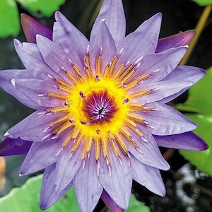 May include: A close-up of a vibrant water lily flower. The flower has multiple layers of lavender petals surrounding a bright yellow center. The center has a deep purple hue. Green lily pads are visible in the background.