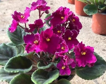 50 African Violet Flowers Seeds BW9081-7