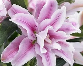 Puede incluir: Un primer plano de una flor de lirio rosa con rayas blancas y motas rosadas. La flor está enfocada, mientras que el fondo está desenfocado.