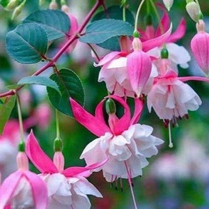 May include: A cluster of pink and white fuchsia flowers with green leaves hanging from a branch.