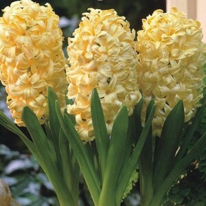 20 Hyacinthus Seeds FW95224-2