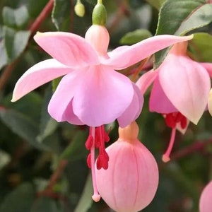 50 Fuchsia Flower Seeds FW95226-289