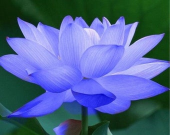 4 Lotus Seeds Water Lily Flower Seeds Blue TW91018