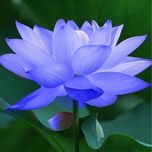 4 Lotus Seeds Water Lily Flower Seeds Blue TW91018