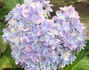 SPINGEAR - Hydrangea CATTLEYA