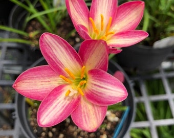 2  Rain Lily Bulbs TW91030-25