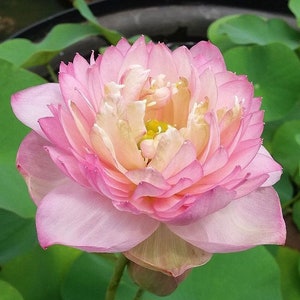 4 Lotus Seeds Water Lily Flower Seeds BW91084-36