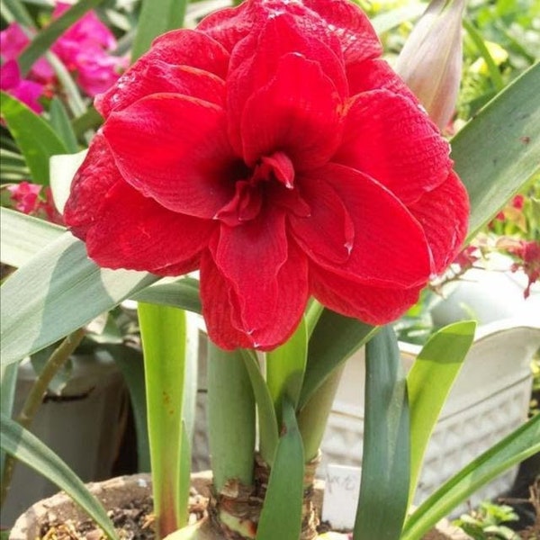 2 Amaryllis Vittata Bulbs FW95210-19