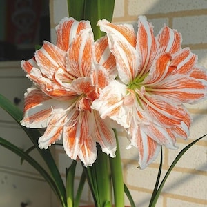 2 Amaryllis Vittata Bulbs FW95210-99