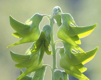 5 Crotalaria cunninghamii Bird Flower hummingbird Seeds F4038