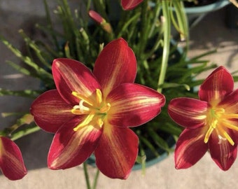 il_340x270.4717808141_suqa.jpg