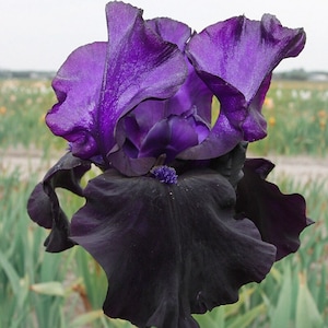 May include: Close-up of a vibrant iris flower. The petals display a gradient of deep purple to near-black hues, with a velvety texture. The flower's center features a small, textured, blue-purple detail. The background is blurred, suggesting a field of similar flowers.