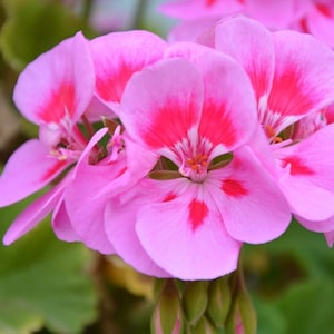 30 Geranium Seeds Pelargonium Seeds HW96205-29