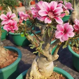 5 Rare Desert Rose Flowers Seeds FW95227-8