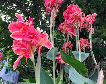 Puede incluir: Primer plano de lirios canna rosados con hojas verdes. Las flores están en flor y tienen un aspecto delicado y rizado.