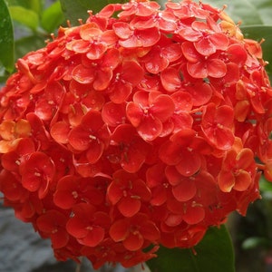 May include: A close-up of a cluster of bright red flowers. The flowers are densely packed together, creating a vibrant and colorful display.