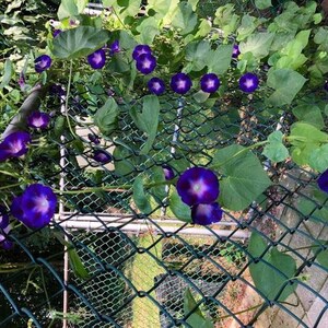 10 Tall Morning Glory Seeds BW91032-1