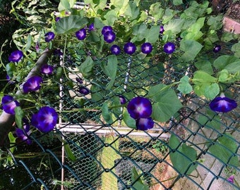10 Tall Morning Glory Seeds BW91032-1