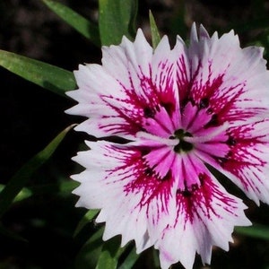20 Dianthus chinensis Flower Seeds DW91003-3