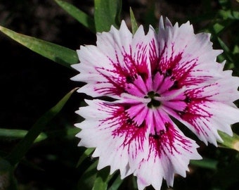 20 Dianthus chinensis Flower Seeds DW91003-3
