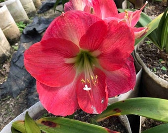 May include: A close-up of a pink amaryllis flower with white stripes in the center. The flower has a green stem and is in a pot with green leaves.