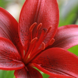 2 Rose Lily Flower Bulbs F5213-22